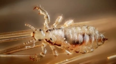 Louse